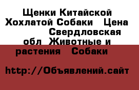 Щенки Китайской Хохлатой Собаки › Цена ­ 5 000 - Свердловская обл. Животные и растения » Собаки   